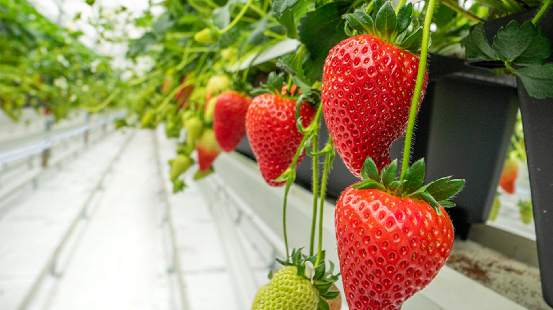 Dyson strawberries grown in the greenhouses in Lincolnshire