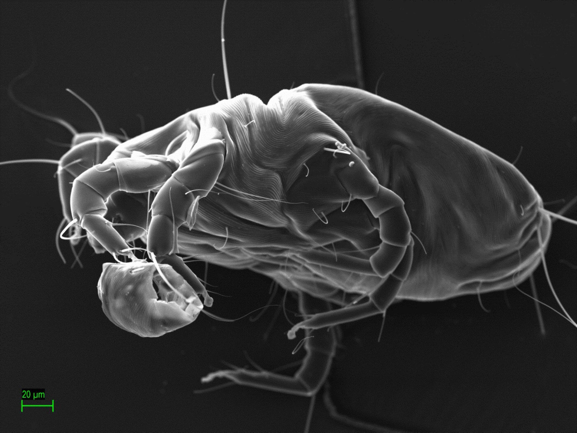 Dust mite under microscope