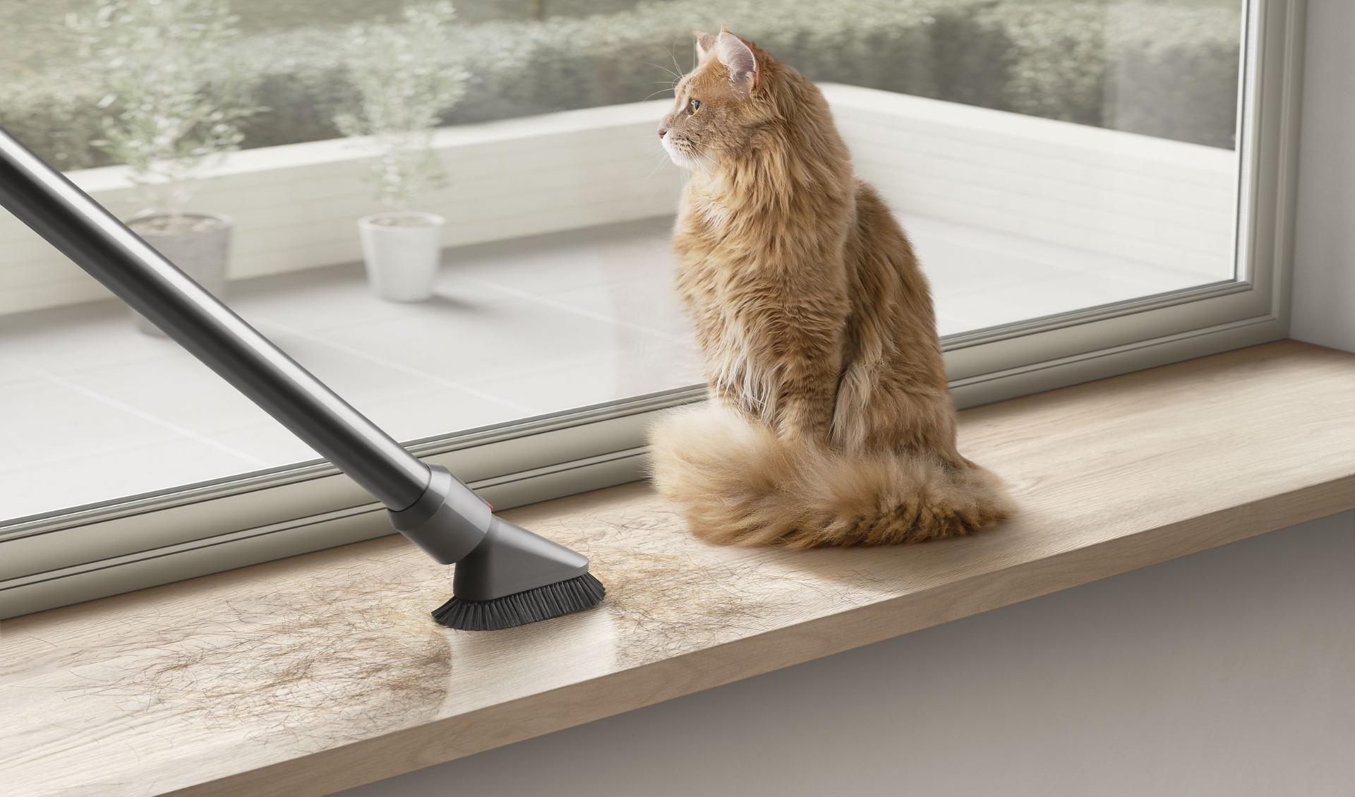 Cat on window sill with mini brush